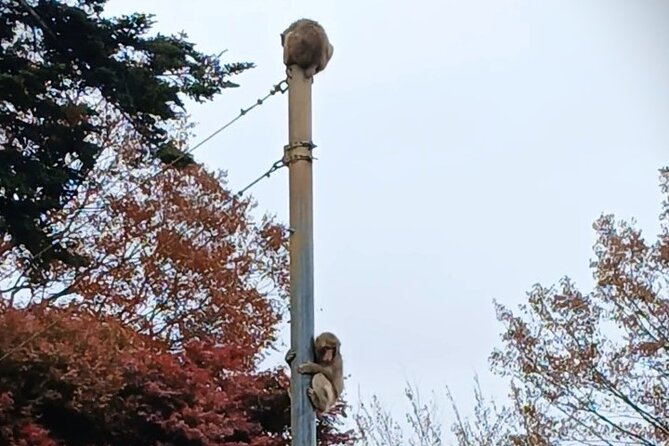 Tokyo: Mt. Takao Tour with Ramen and Tattoo-Okay Hot Spring - Takosugi and the sacred tree walk: small stop, big meaning